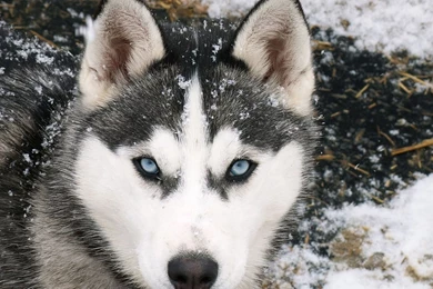 Wolf Wallpapers 1920x1080