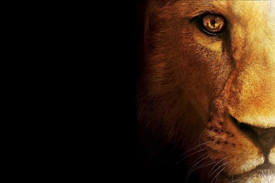 Lion Wallpapers HD 2017   HD Wallpapers Site