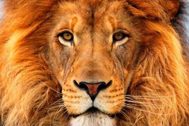 Lion HD Desktop Wallpapers : Widescreen : Fullscreen : Mobile ...