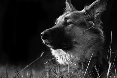 Wolf Dog Hd Wallpapers E Entertainment   PowerballForLife