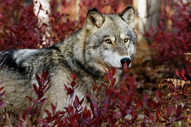 Wolf Wallpapers 1920x1080