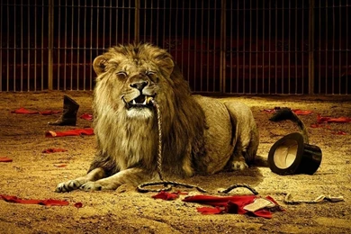 Lion Wallpapers For Desktop Free Download