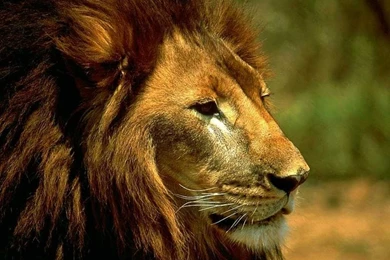 Free Lion Wallpapers