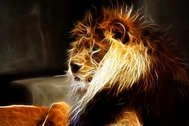 794 Lion HD Wallpapers