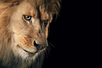 Lion Computer Wallpapers, Desktop Backgrounds