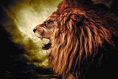 794 Lion HD Wallpapers