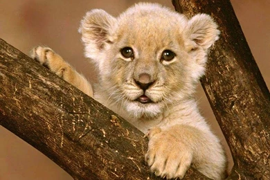 Lion Clipart For Kids   Wallpaper.