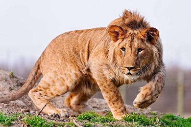 Lion Hd Wallpapers