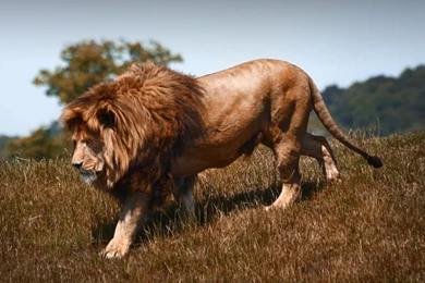 Lion Wallpapers HD Pictures