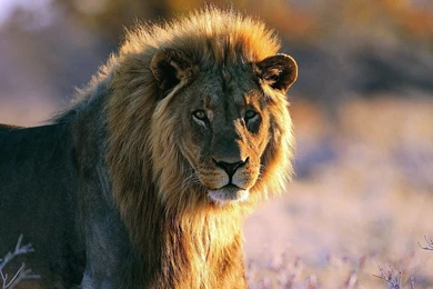 African Lion New Hd Wallpapers 2013