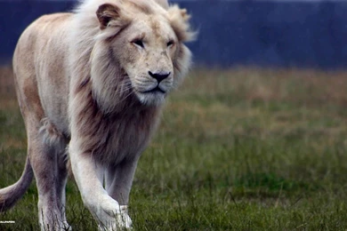 Asian And African Lion HD Wallpapers 1080p Free Download