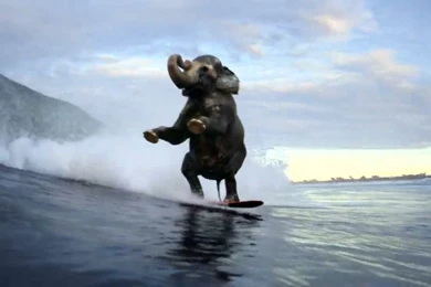 Accenture Surfing Elephant