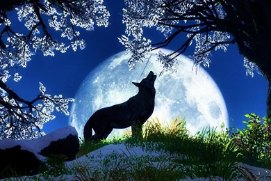 Wolf Moon >> HD Wallpaper, Get It Now!