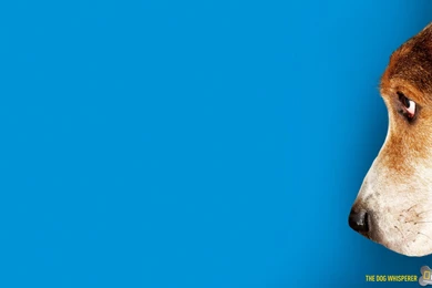 House, Wallpaper, Dog, Doghouse (