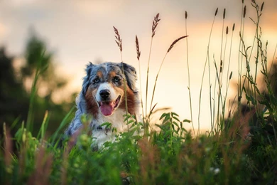 Dog Backgrounds, Best Friend, Dog Eye, Wallpapers Of Dog, Hd ...