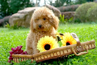 Dog Backgrounds, Best Friend, Lovely Dog Images, Dog Eye, Download ...