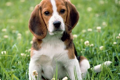 Dog Backgrounds, Lovely Dog Images, Dog Eye, Wallpapers Of Dog ...