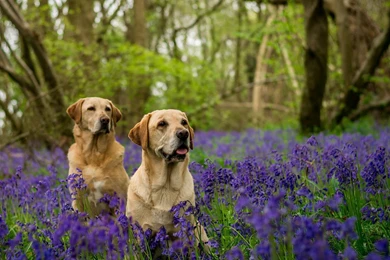 Dog Backgrounds, Best Friend, Lovely Dog Images, Dog Eye ...