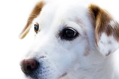 Dog Backgrounds, Best Friend, Lovely Dog Images, Dog Eye, Download ...