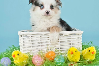 Dog Backgrounds, Best Friend, Lovely Dog Images, Dog Eye ...