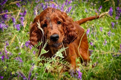 Dog Backgrounds, Lovely Dog Images, Wallpapers Of Dog, Download ...