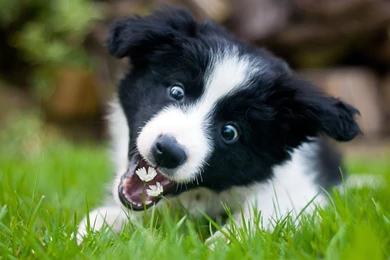 44 Border Collie HD Wallpapers