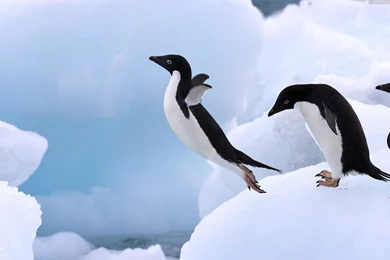 Penguin Wallpapers HD Pictures