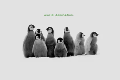 182 Penguin HD Wallpapers