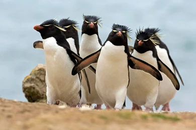 182 Penguin HD Wallpapers