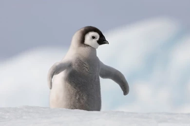 Baby Penguin, Antarctica HD Desktop Wallpapers : High Definition ...