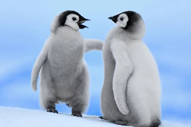 Penguin Wallpapers For Iphone