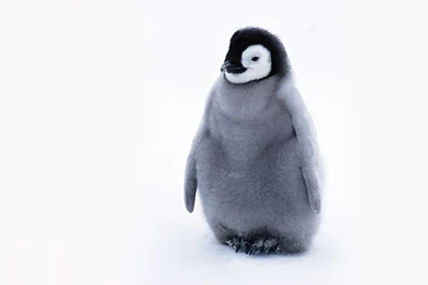 Cute Penguin   Penguins Wallpapers (24143954)   Fanpop