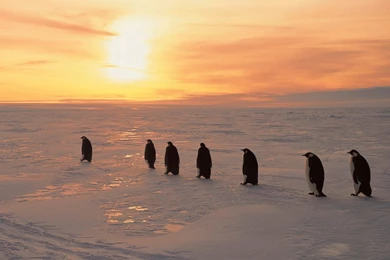 Penguin HD Wallpapers