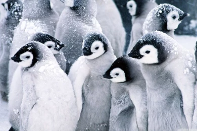 Penguin Wallpapers Awesome 777 Best