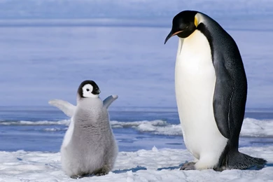 Nature Penguin Baby Ice Animal Hd Wallpapers Wallpapers