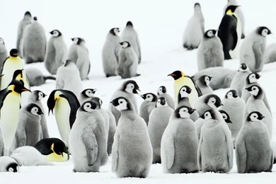 HD Penguins Wallpapers And Photos