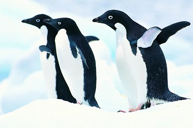 Penguin Wallpapers 1920x1200 Wallpapers,Penguin 1920x1200 ...