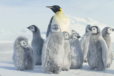 69 Penguin HD Wallpapers