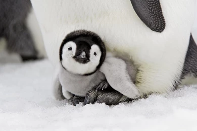 Baby penguin wallpaper.jpg