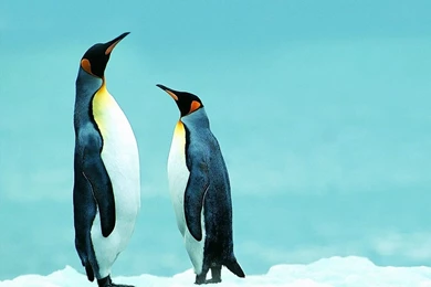 Cute Penguin Wallpapers Wallpapers Free Cute Penguin Wallpapers ...