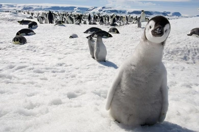 Penguin Chick Wallpapers   Animal Wallpapers