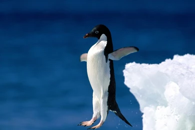 High Definition Penguin Wallpapers For Free Download