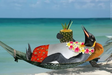 New Penguin Wallpapers HD