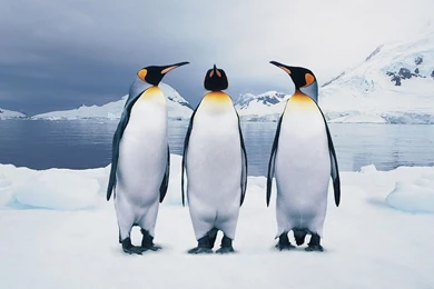 HD Penguins Wallpapers And Photos