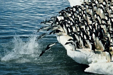 Penguin Wallpapers Hd Wallpapers ›› Page 0