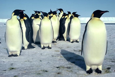 Emperor Penguin Desktop And Mobile Wallpapers   Animals Town