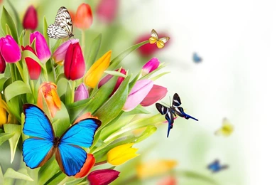 Spring Flowers Wallpapers Spring Flowers Wallpaper 18 – HD ...