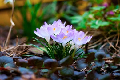 Springflowers Wallpapers By WouterPera On DeviantArt