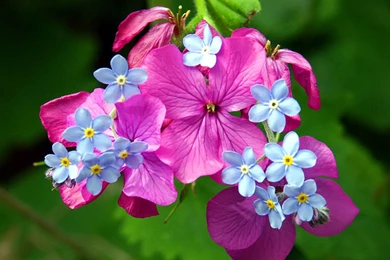 Spring Flowers Wallpapers   HD Wallpapers Pretty