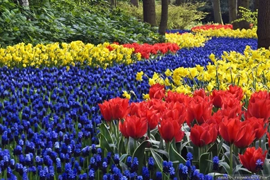 Spring Flowers Wallpapers   Crazy Frankenstein